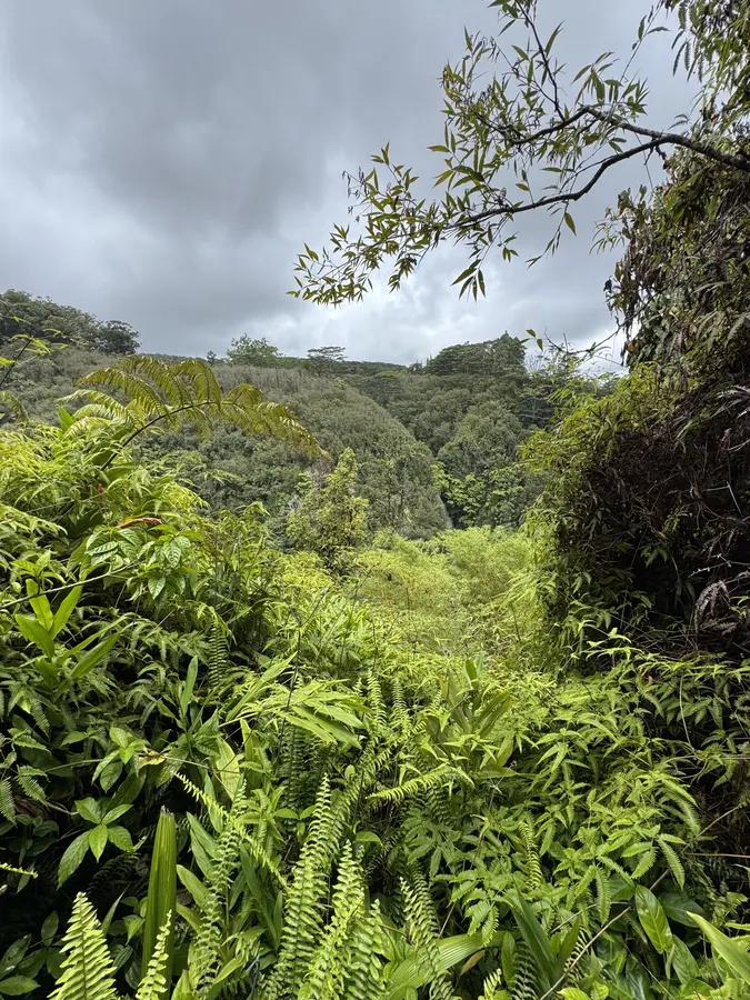 Lush rainforest valley near ʻAkaka Falls