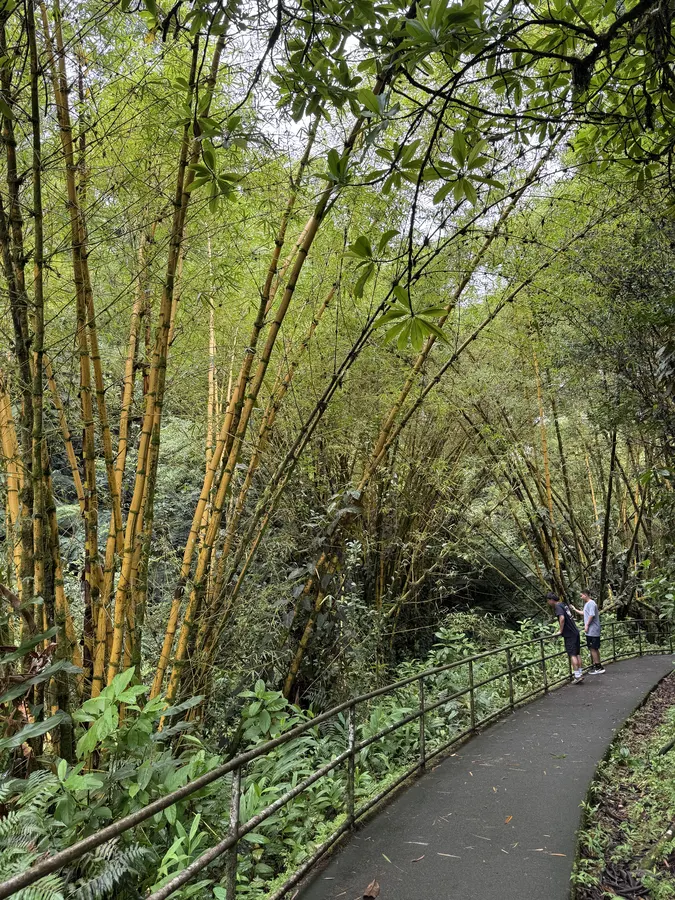 Bamboo grove along the ʻAkaka Falls trail