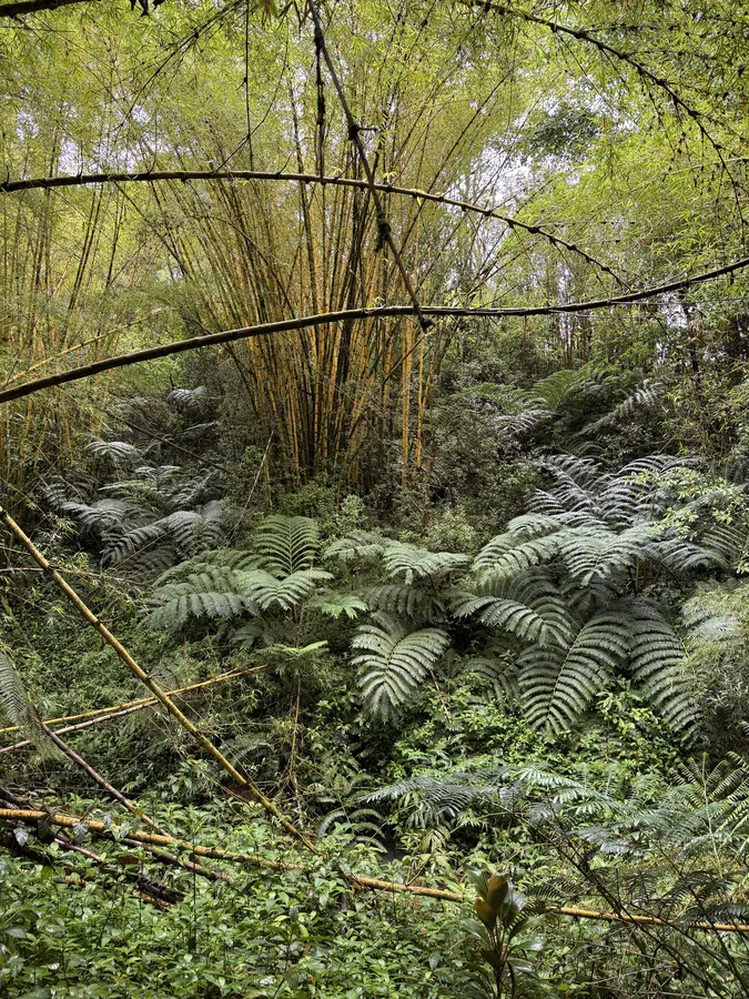 Fern-filled bamboo forest at ʻAkaka Falls State Park