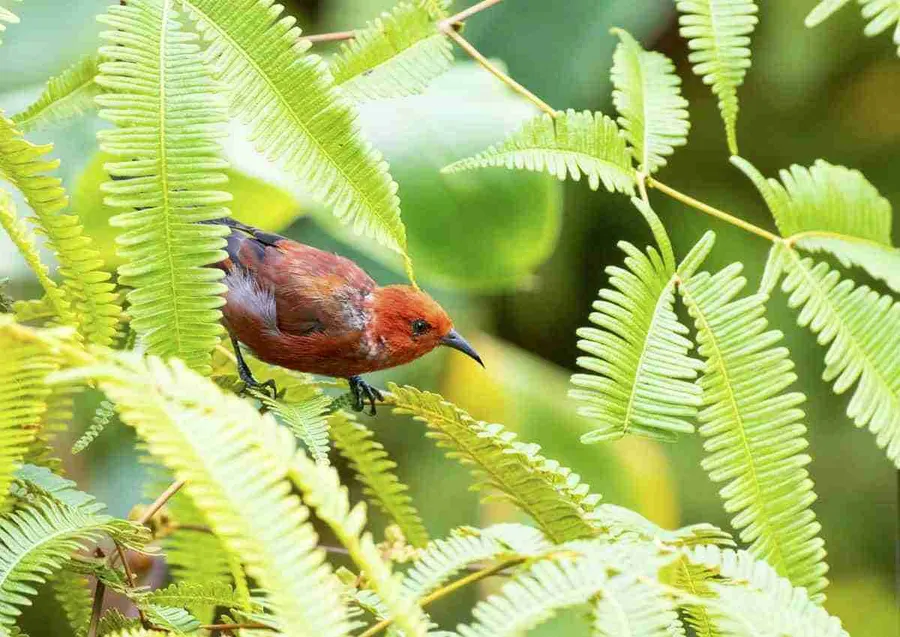 ʻAkaka Falls Tour photo 2