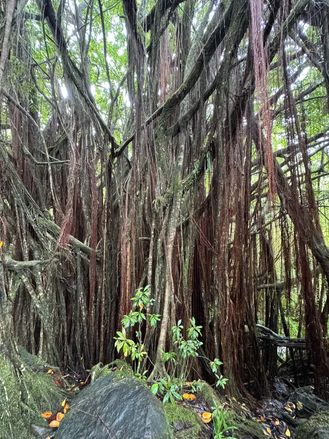 Rainforest banyan roots along the ʻAkaka Falls loop