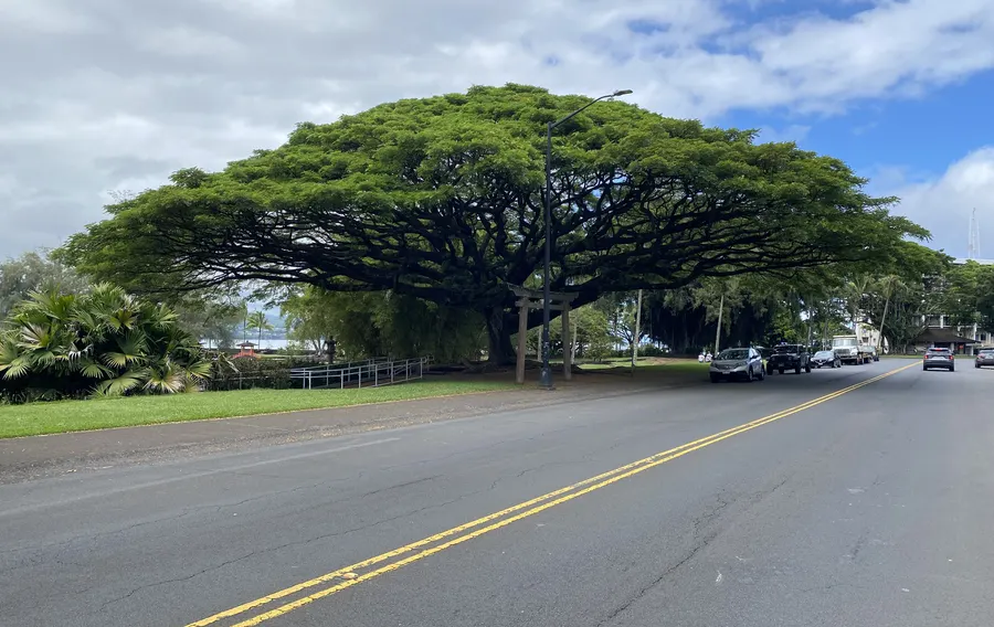 Banyan Tree Drive in Hilo
