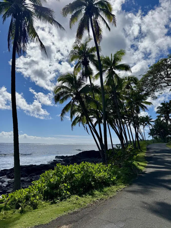 Coconut palms lining a Big Island coastal path