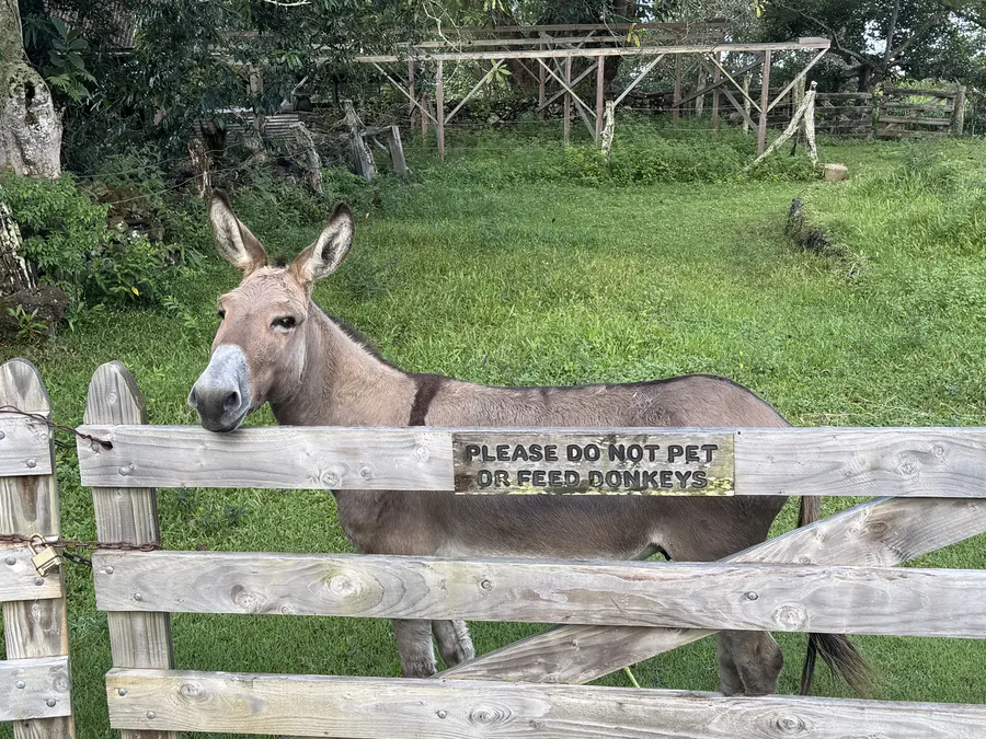 A wild Kona donkey beside a roadside fence