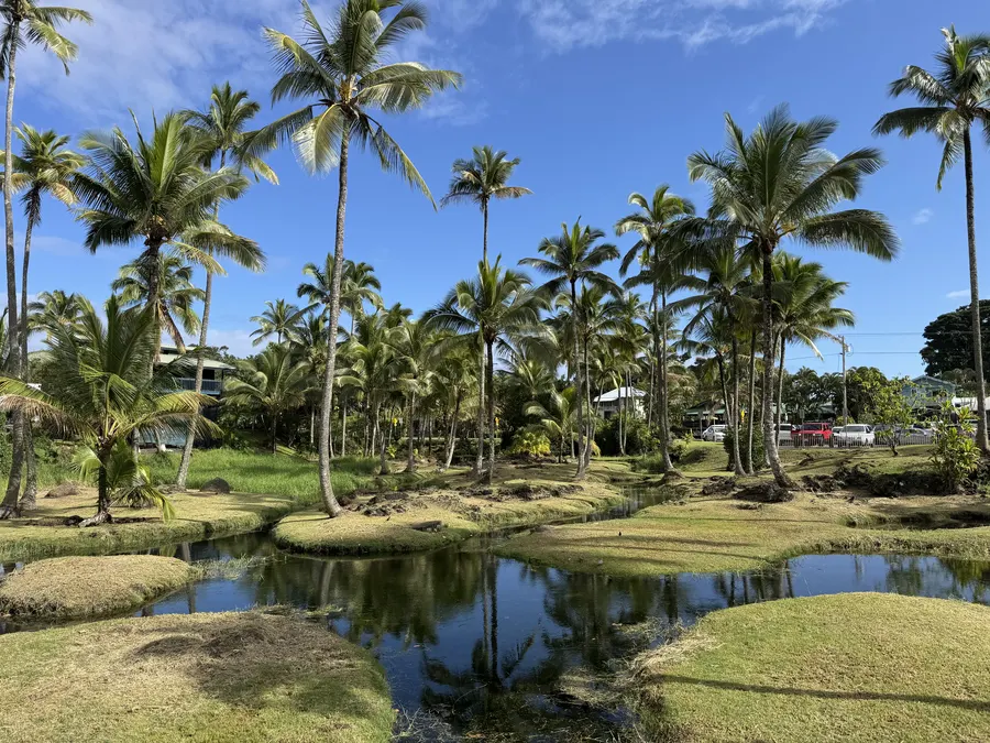 Liliʻuokalani Gardens ponds and palms in Hilo