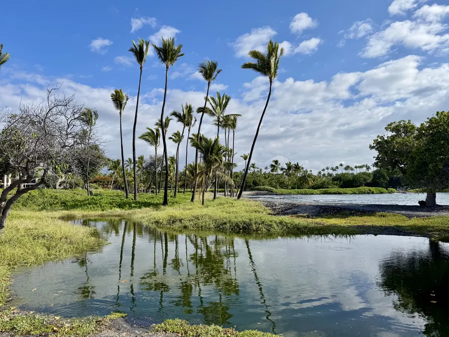 Palms reflected across the Liliʻuokalani Gardens ponds