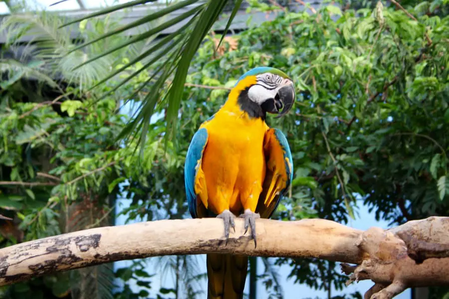 Panaʻewa Zoo macaw