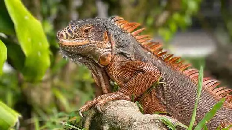 Panaʻewa Zoo lizard