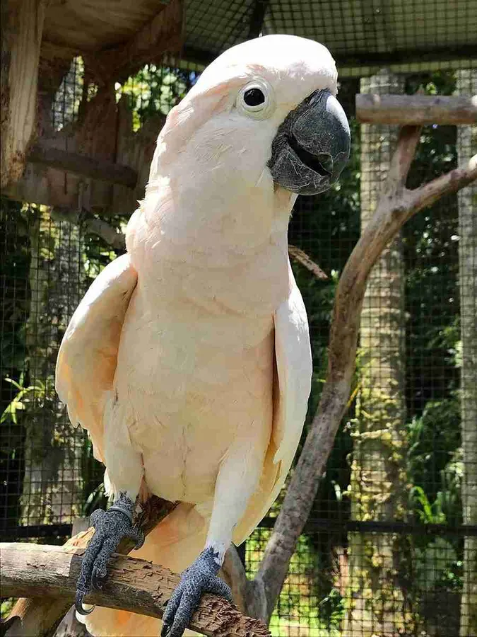 Panaʻewa Zoo parrot