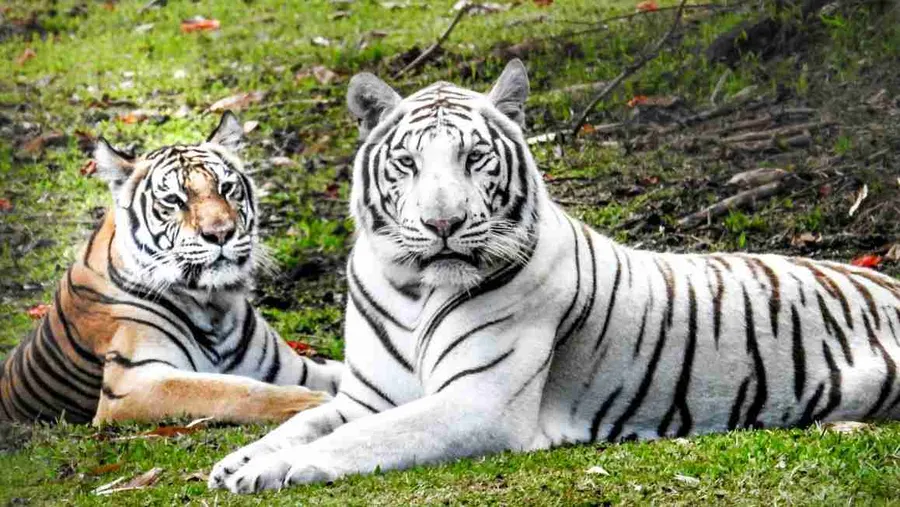 Panaʻewa Zoo tigers