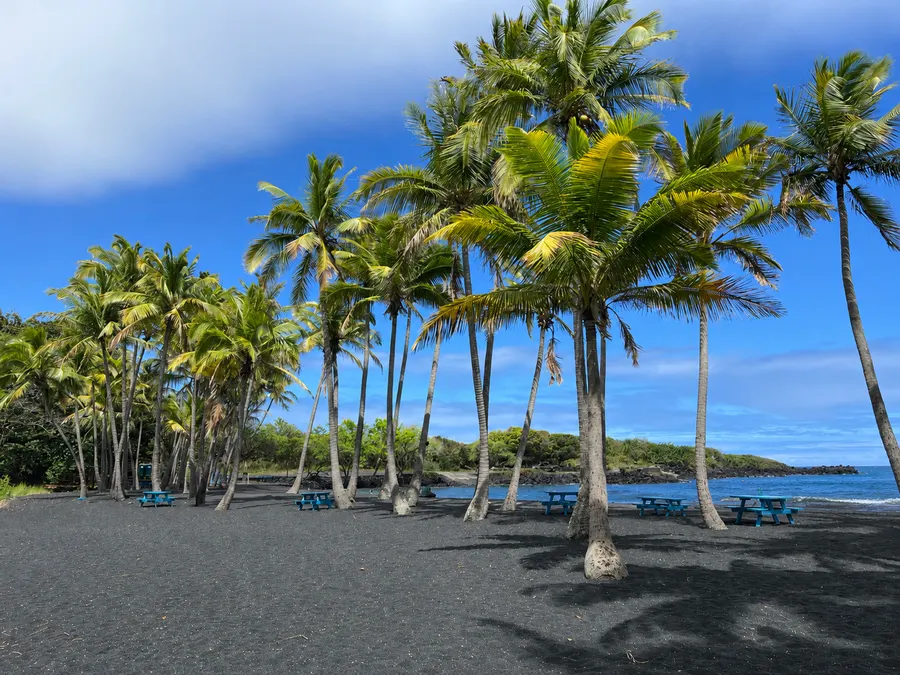 Coconut palms lining the shore at Punaluʻu Black Sand Beach