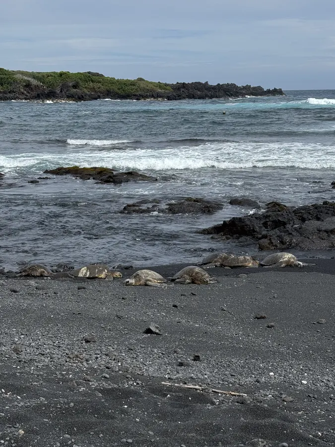 Hawaiian green sea turtles (honu) resting on the black sand at Punaluʻu