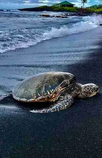Punaluʻu Black Sand Beach Tour